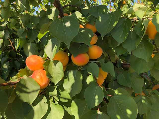 albicocche tancredi fruit