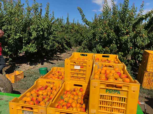 raccolta albicocche azienda agricola tancredi