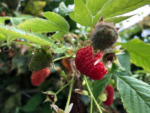 frutti rossi lampone