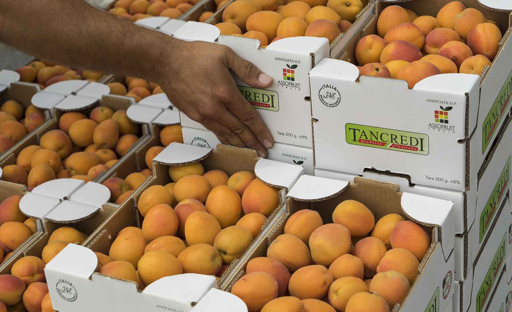 apricots tancredi