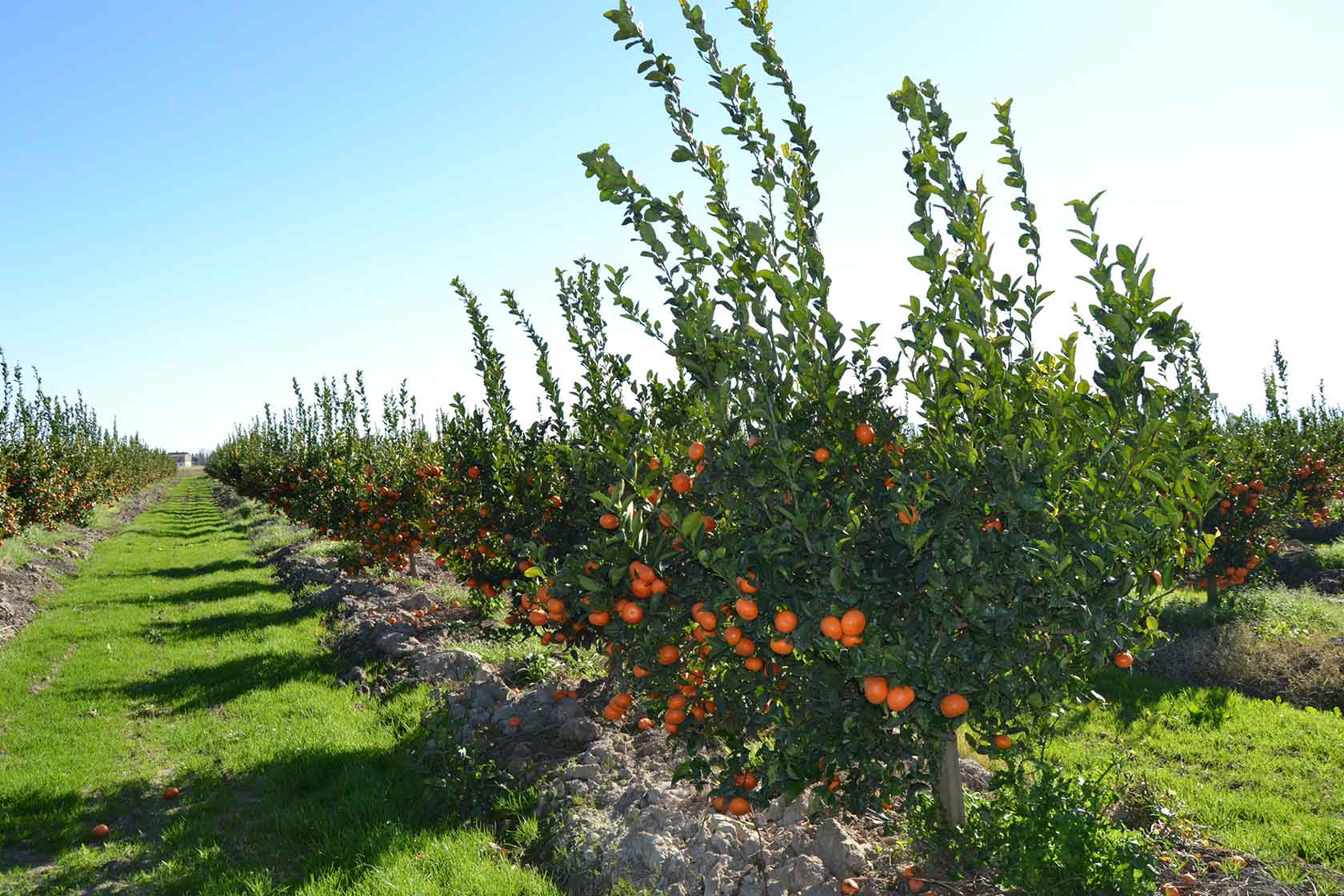 clementines of sibari