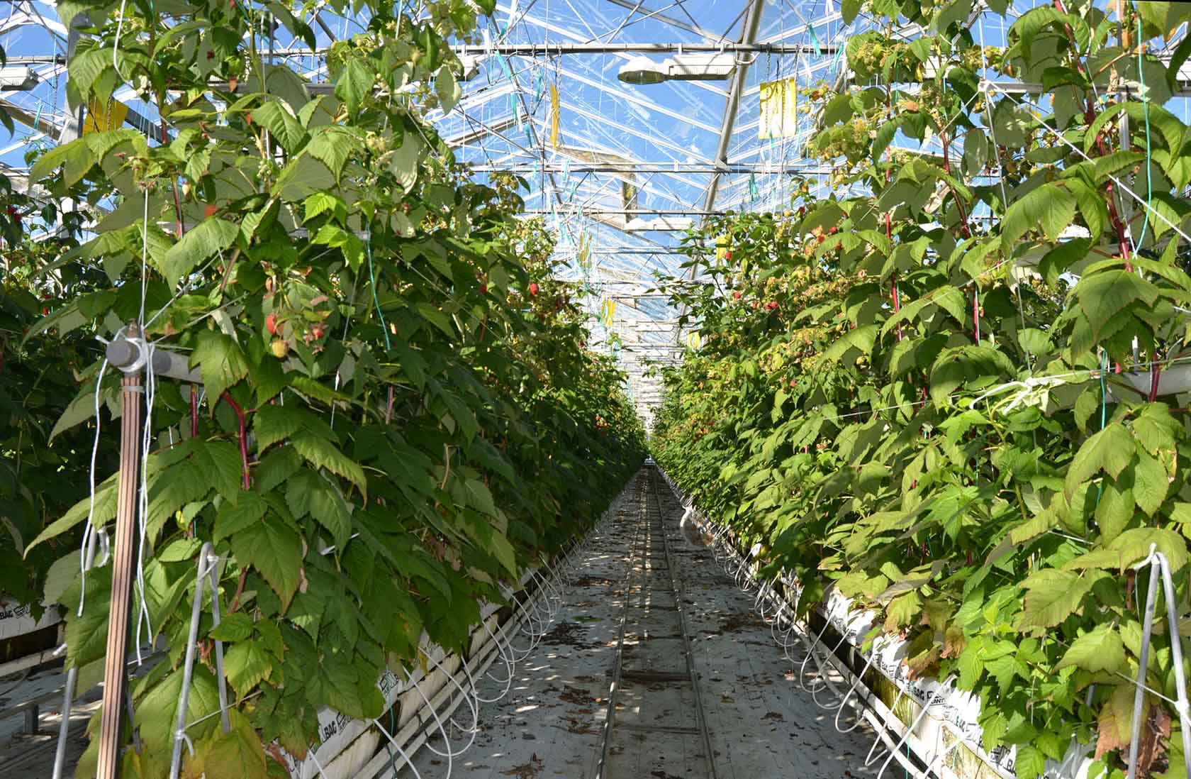 hydroponic crops