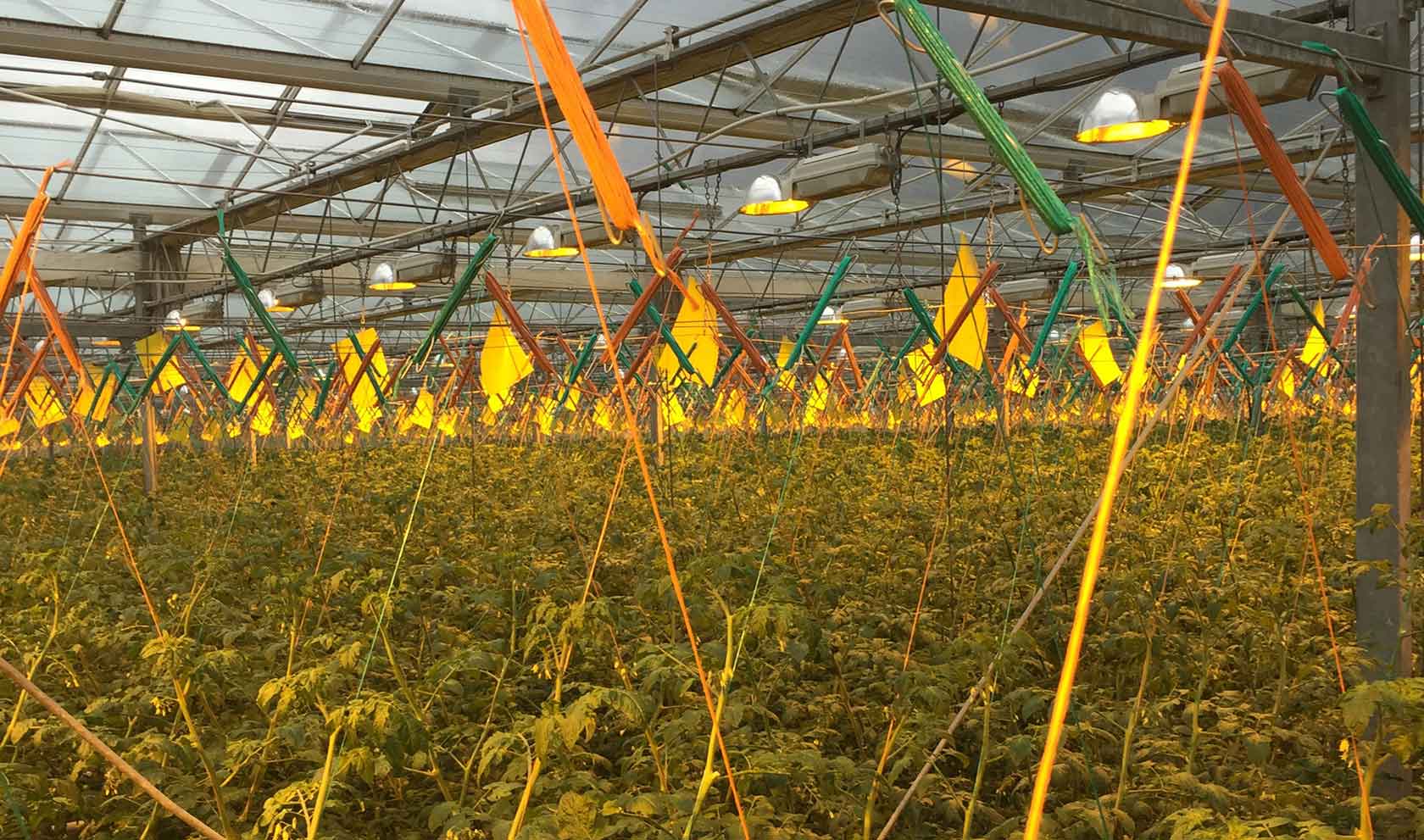 tancredi hydroponic crops