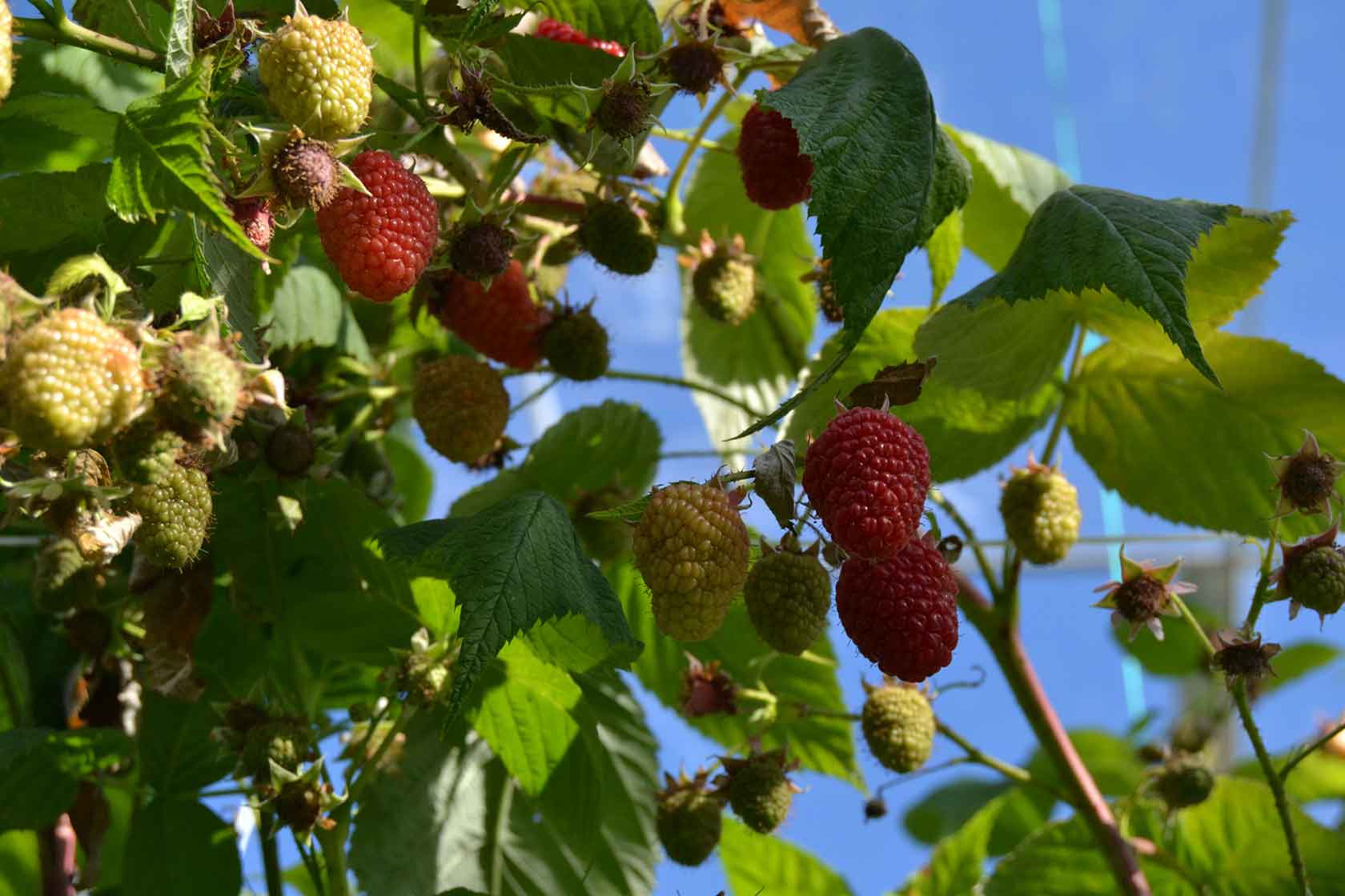 raspberries hydroponic tancredi