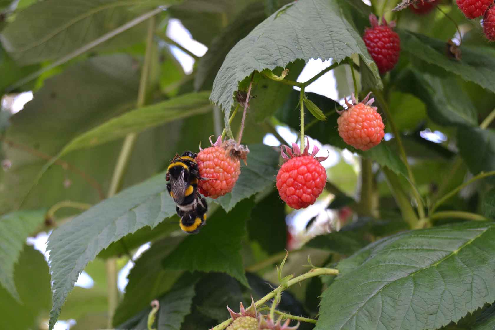 raspberries pollination hydroponic tancredi