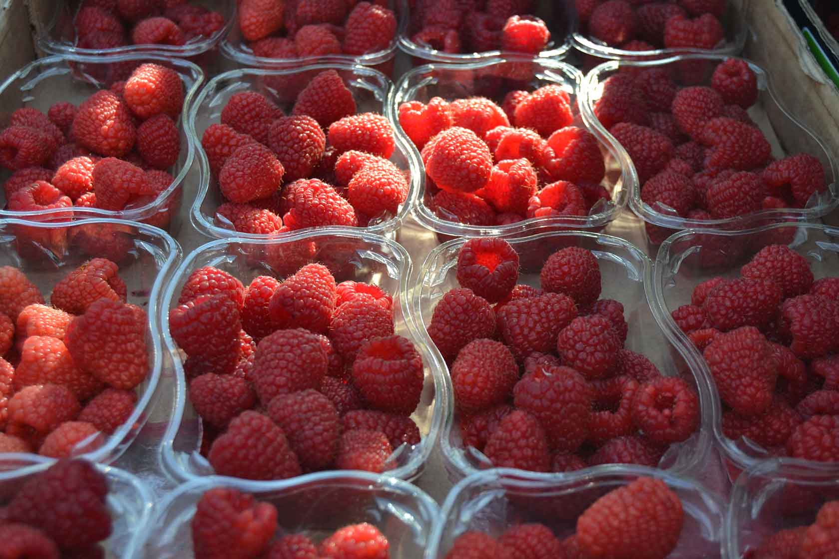raspberries in a hydroponic cultivation vessel