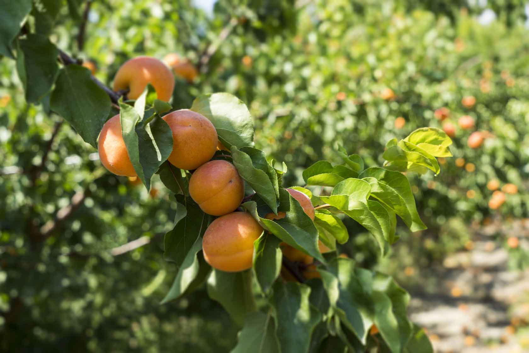apricot tancredi plants