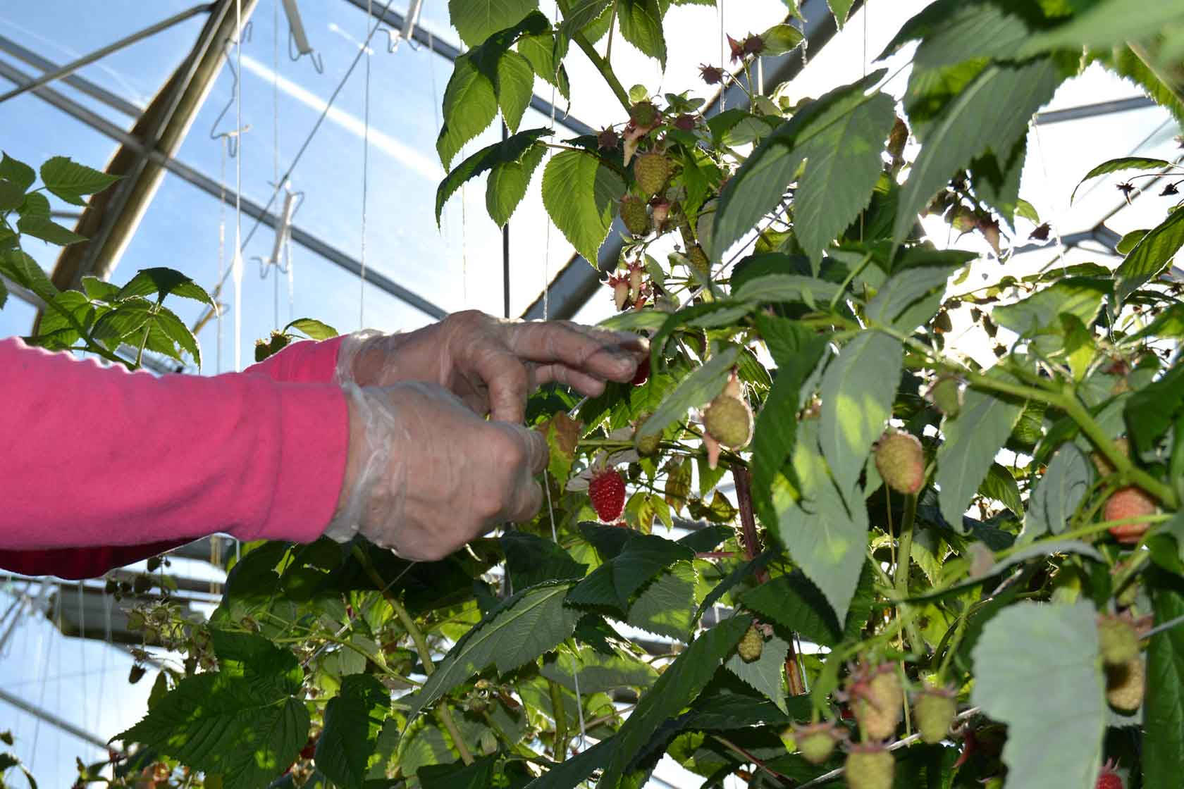 collects raspberry hydroponic colurs