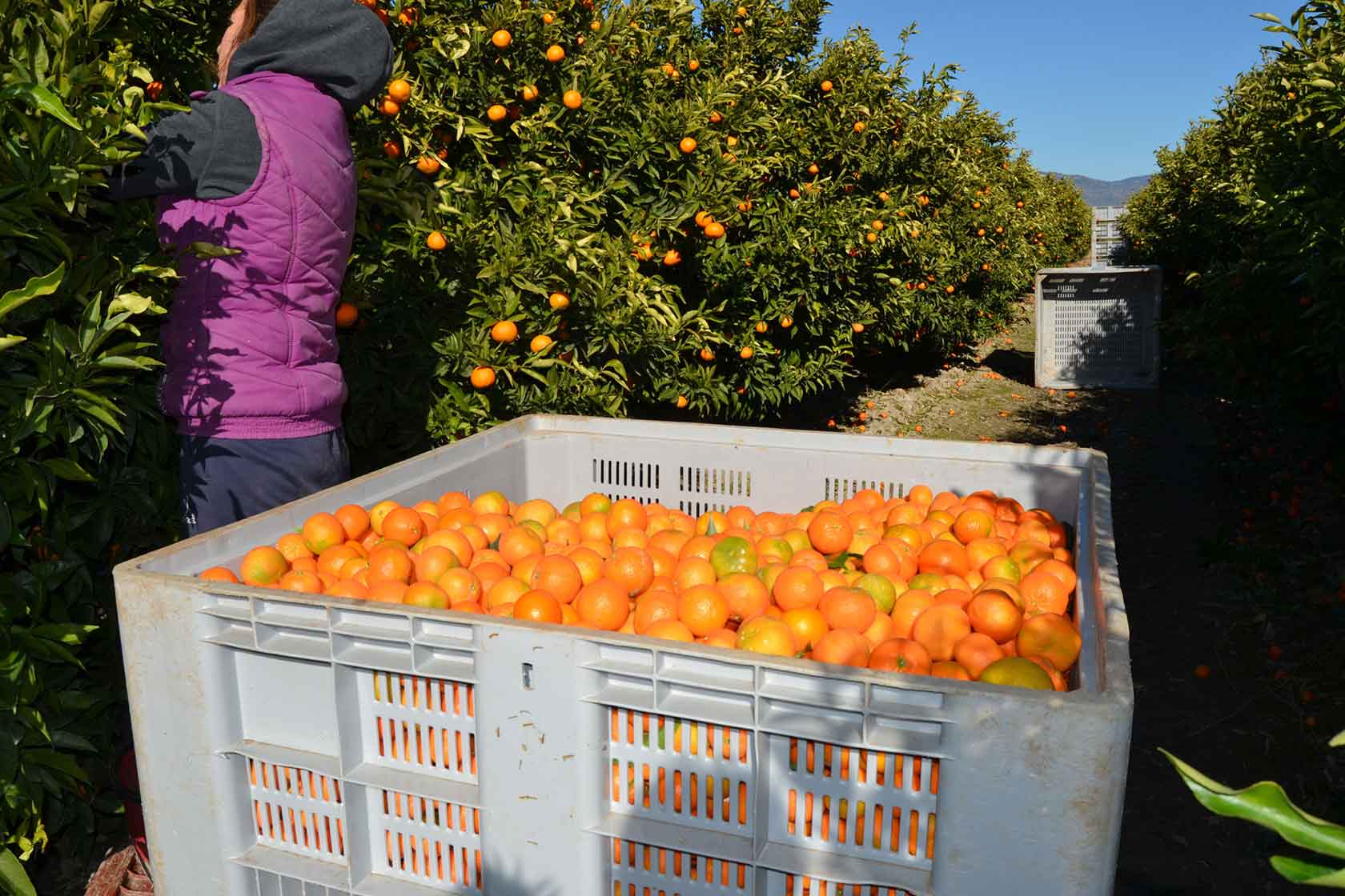 clementine harvest of sibari