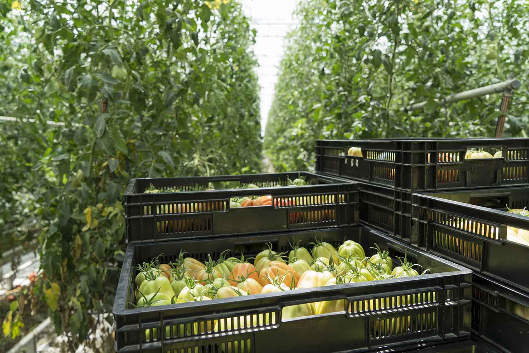 Hydroponic tomato harvest