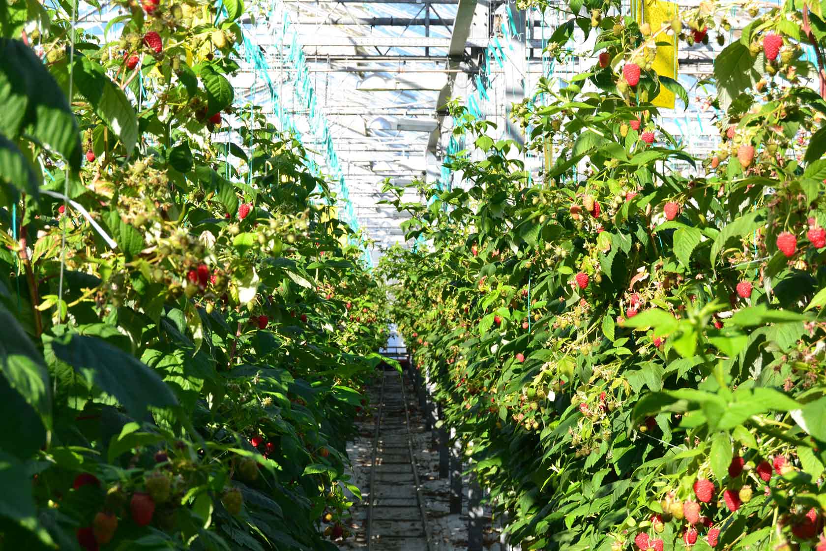 raspberry greenhouse tancredi