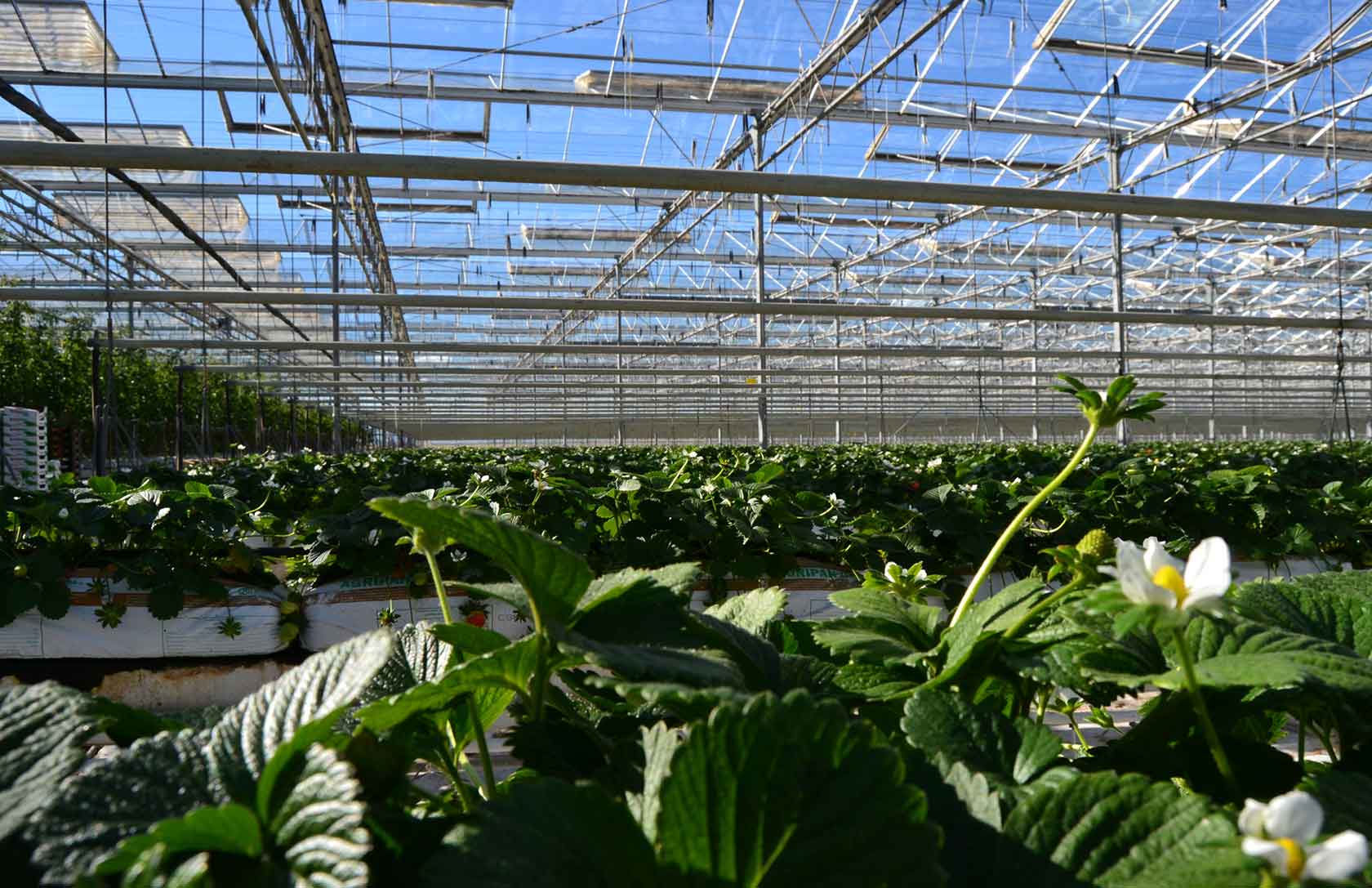 tancredifruit greenhouse
