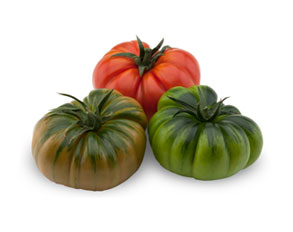 Tomato ‘Marmande’