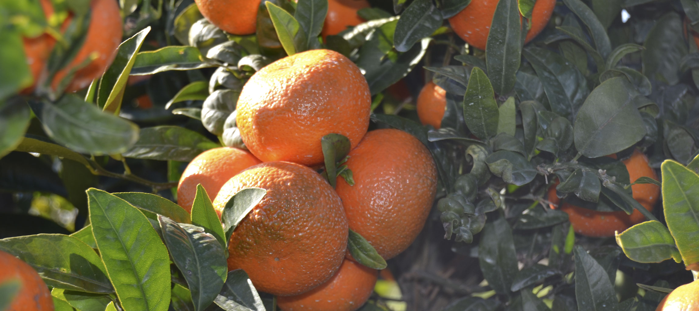 clementine fruit clementine fruit