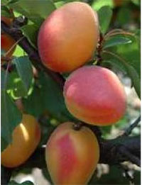 albicocche faralia