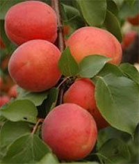 albicocche farlis